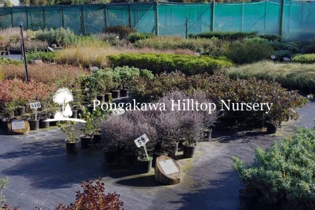 Pongakawa Hilltop Nursery